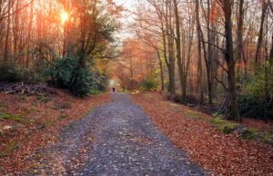 The Best Winter Woodland Walks in Cornwall